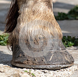 Horse hooves on the asphalt