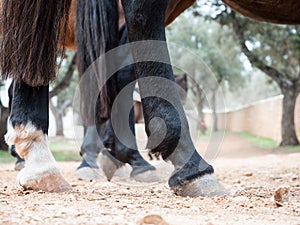 Horse hooves close up