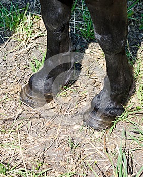 Horse hooves photo