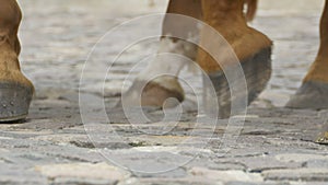 Horse Hooves on Cobblestone