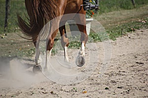 Horse hooves in the dust
