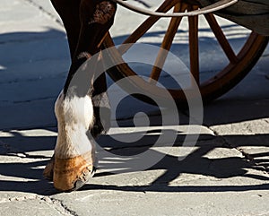 Horse hooves on the flagstones