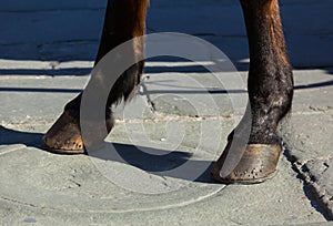 Horse hooves on the flagstones photo