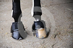 Horse hooves of front legs close up