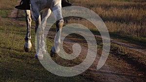 Horse hooves gallop on horseback. Slow motion. Close up