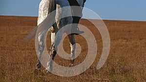 Horse hooves gallop on horseback . Slow motion. Close up