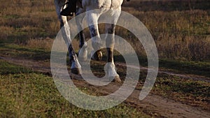 Horse hooves gallop . Slow motion. Close up