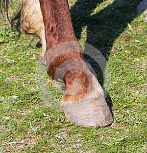 Horse hooves on the grass in spring