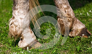 Horse hooves on green grass