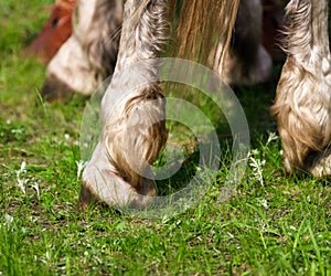 Horse hooves on green grass