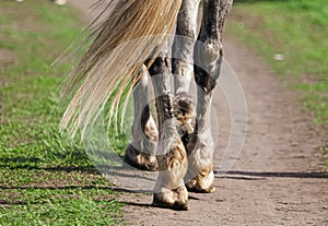 Horse hooves on green grass