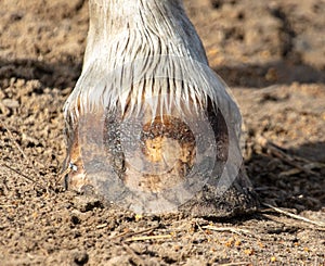 Horse hooves on the ground