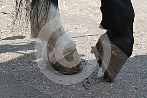Horse hooves with a horseshoe posing