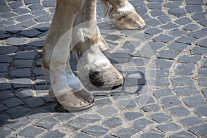 Horse hooves are lined with horseshoes, metal nails are visible, the city pavement.