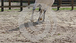 Horse hooves run through sand in slow motion HD.