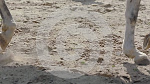 Horse hooves run through sand in slow motion HD.