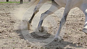 Horse hooves run through sand in slow motion HD.
