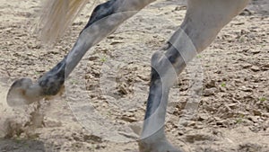 Horse hooves run through sand in slow motion HD.