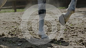 Horse hooves run through sand in slow motion HD.