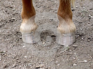 Horse hooves in sand