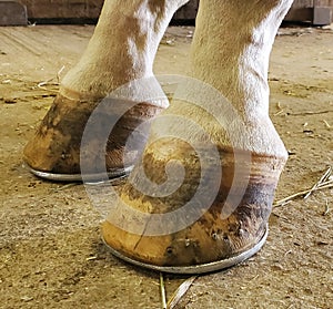 Horse Hooves with Shoes