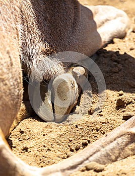 Horse hooves at the zoo