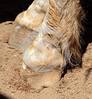 Horse hooves at the zoo