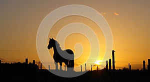 Horse on horizon backlit by sunset