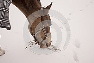 horse in a horse-cloth checkered eats grass from under the snow