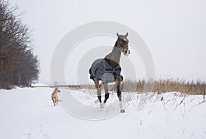 horse in a horse-cloth checkered running on the snowy field with the dog