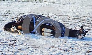 horse in a horse-cloth lying on the snowy field