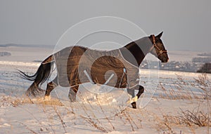 horse in a horse-cloth run on the field