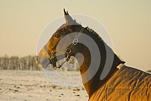 horse in a horse-cloth are in the snowy field