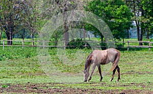 Horse, horse in corral