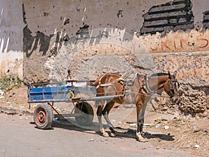 Horse with horse-drawn carriage