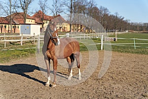 Horse on a horse farm near Magdeburg