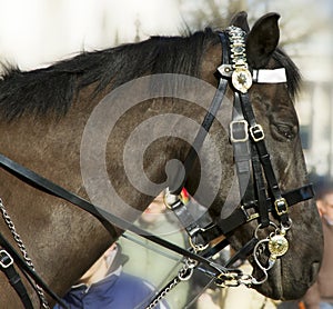 Horse at the horse guard parade.