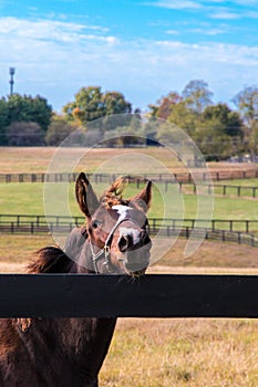 Horse at horsefarm. Country autumn landscape