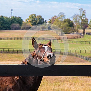 Horse at horsefarm. Country autumn landscape