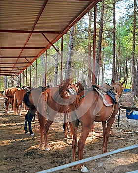 Horse horseriding horsephotography photo