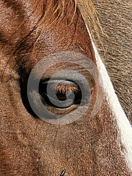 Horse horses eye country head face