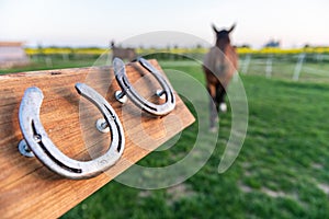 Horse without horseshoes on the paddock during the sunset. 4 horseshoes mounted on a wooden board.