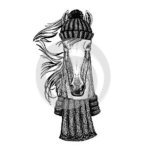 Horse, hoss, knight, steed, courser Cool animal wearing knitted winter hat. Warm headdress beanie Christmas cap for