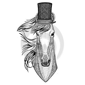 Horse, hoss, knight, steed, courser wearing cylinder top hat