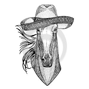 Horse, hoss, knight, steed, courser wearing traditional mexican hat. Sombrero