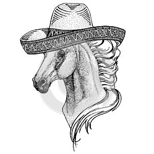 Horse, hoss, knight, steed, courser wearing traditional mexican hat. Sombrero