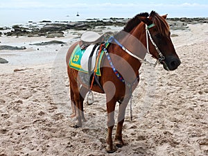 Horse on the huahin beach in the morning