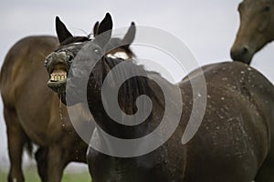 Horse on hydrogen close-up smiles, sticking out his ears. Funny smile