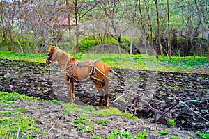 Horse, I`m plowing the land. photo