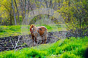 Horse, I`m plowing the land. photo